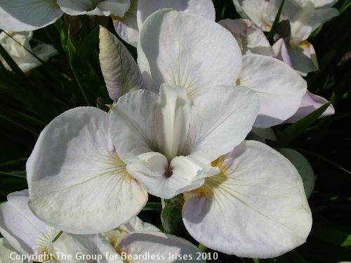 Simple Gifts 3